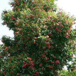 Acmena tree